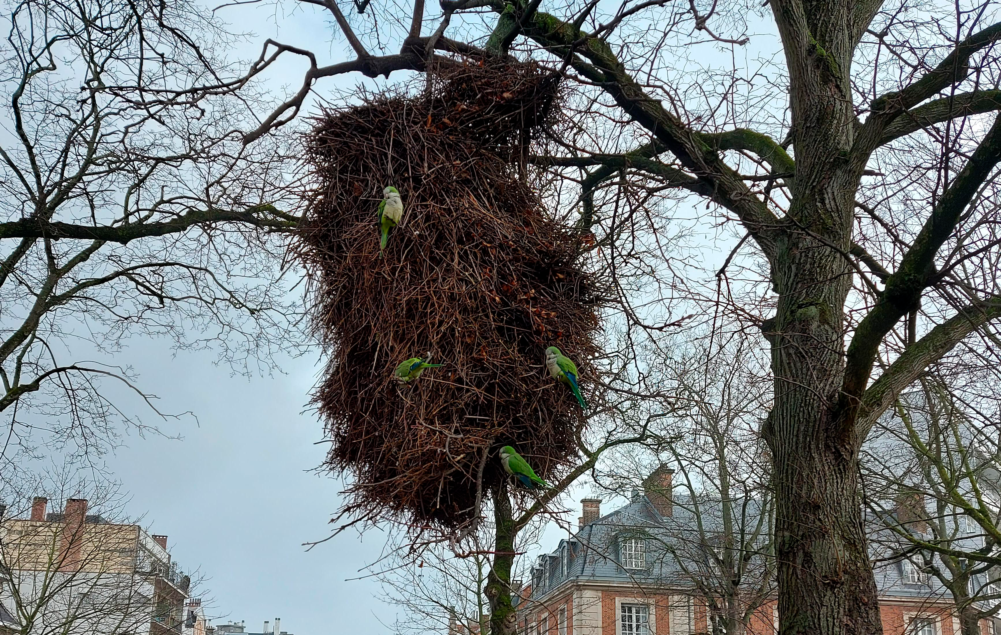 Nest 3